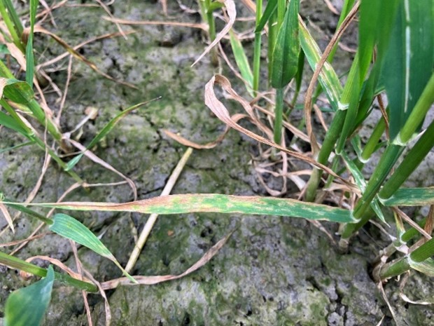 septoria wintertarwe.jpg